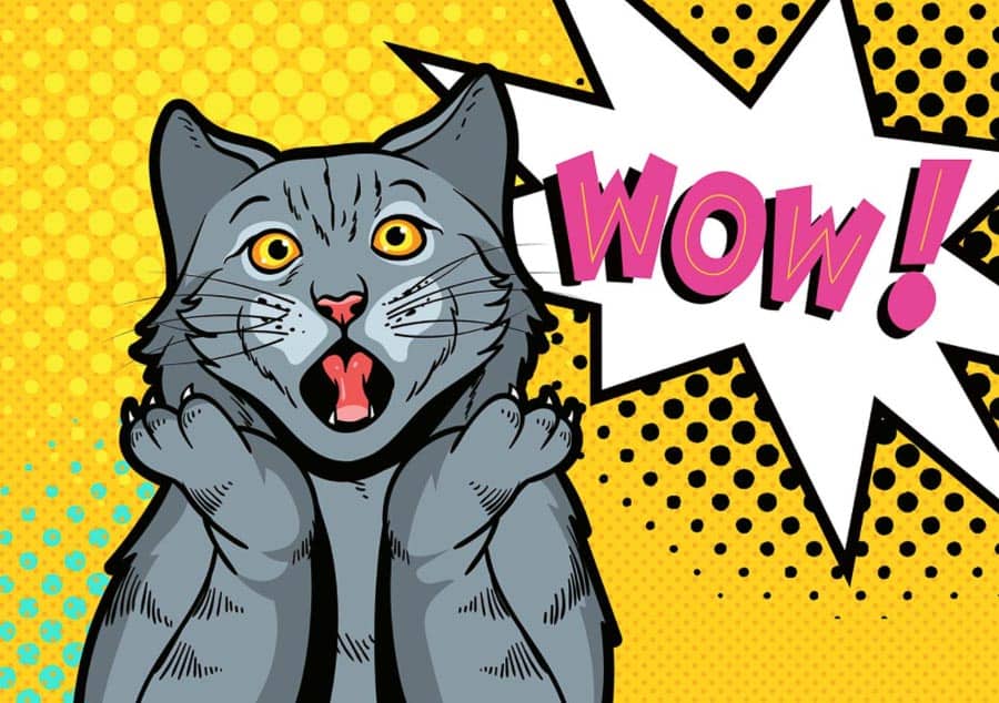 cat surprised